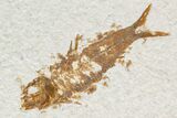 Fossil Fish (Mioplosus) With Knightia - Wyoming #161367-2